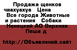 Продажа щенков чиахуахуа › Цена ­ 12 000 - Все города Животные и растения » Собаки   . Ненецкий АО,Верхняя Пеша д.